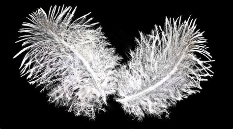 meaning of two feathers tied together|spiritual meaning of two feathers.